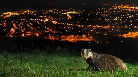Badgerurban