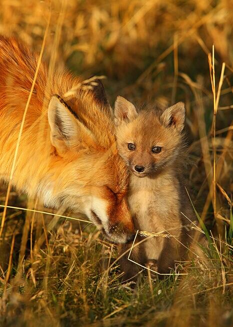 foxmothercub